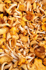 Chanterelles