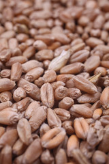 Wheat background view from the top close up