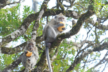 macaque