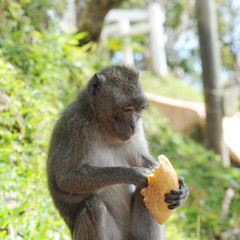 macaque