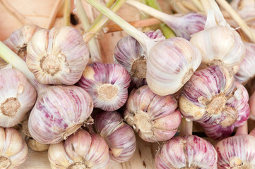 Fresh young garlic