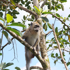 macaque