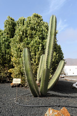 Pachycereus weberi au Jardin de cactus d'Antigua  Fuerteventura