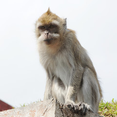 macaque