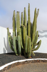Pachycereus marginatus au Jardin de cactus d'Antigua  Fuerteven