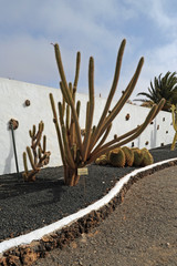 Oreocereus hendriksenianus au Jardin de cactus d'Antigua  Fuert