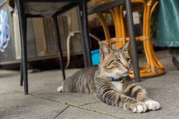 Obraz premium Cat lying to rest.