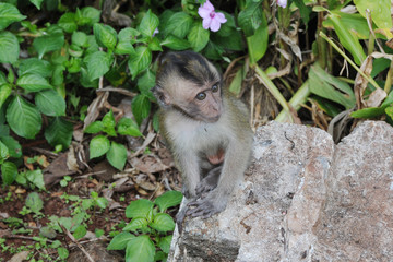 jeune macaque