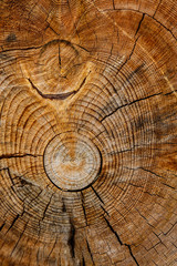 rough cut of tree trunk
