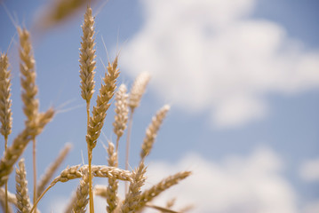golden harvest under blue cloudy sky. soft focus on bottom of