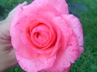 Picking up a pink rose