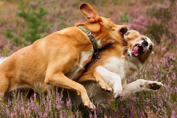 Hundekampf in Heide