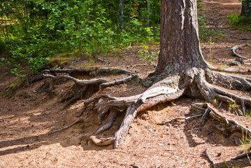 Fototapeta na wymiar The roots of the tree.