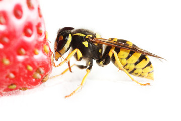 Detail of live wasp with strawberry.
