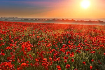Selbstklebende Fototapete Land sunset over poppy field