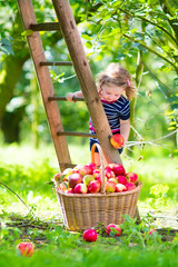 Little girl in an apple garden