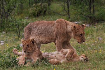 Lioness and two young lions