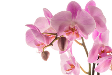 Beautiful pink orchid