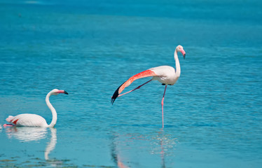 two flamingos