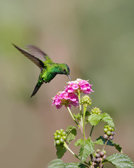 Hummingbird sucking nectar.