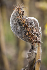 Sonnenblume im Herbst