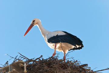 stork