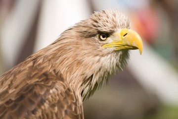 White tailed eagle,