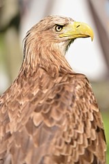 White tailed eagle,