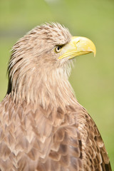 White tailed eagle,