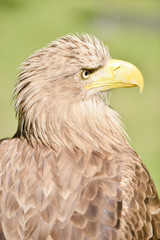 White tailed eagle,