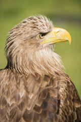 White tailed eagle,