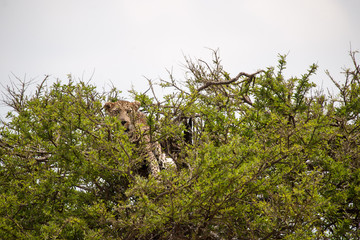 leopard
