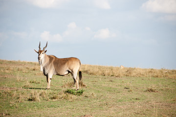 Naklejka na ściany i meble kudu antelope