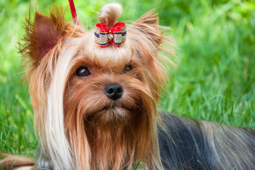 Young yorkshire terrier on the grass