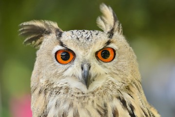 Siberian eagle owl