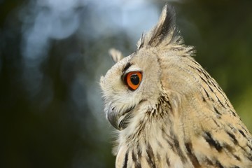 Siberian eagle owl