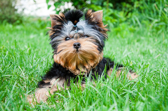Young yorkshire terrier on the grass
