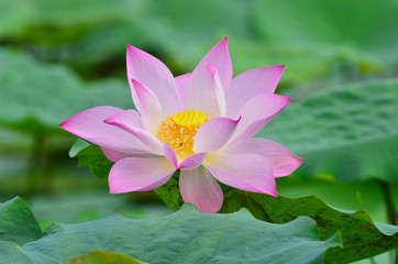 lotus flowe