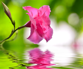 pink rose dipladenia flower