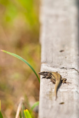 lizard