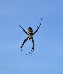 Yellow Garden OrbWeaver Spider-Closeup-Halloween (Banana Spider)
