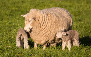 Mother Sheep