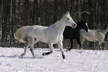 Fototapeta na wymiar Thoroughbred white horse galloping in winter corral