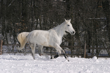 Obraz na płótnie Canvas Thoroughbred white horse galloping in winter corral
