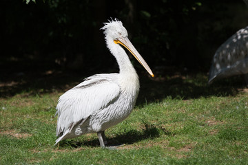 pelican