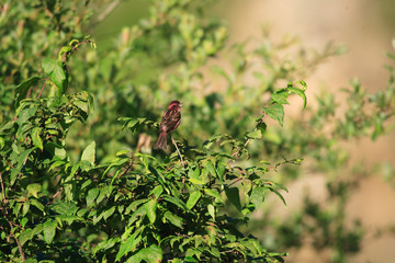 Chinese beautiful rosefinch (Carpodacus davidianus) in China