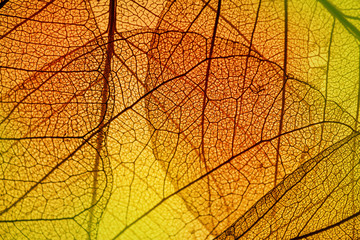 leaf texture - in detail - obrazy, fototapety, plakaty
