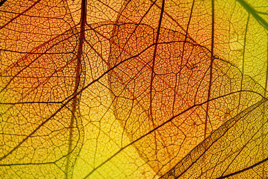 leaf texture - in detail