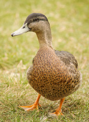 Wild duck