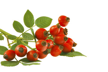 Dog Rose Branch & Fruits - DSC1394